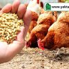 غلظت مواد مغذی دان آماده مرغ گوشتی در دوره های مختلف پرورش