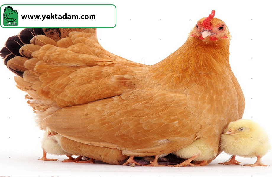 سرعت رشد مناسب مرغ هاي گوشتي